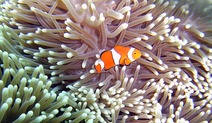 Album / Australia / Great Barrier Reef / Diving 10