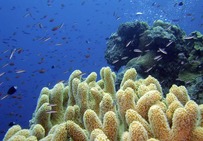 Album / Australia / Great Barrier Reef / Diving 12