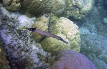 Album / Australia / Great Barrier Reef / Diving 18