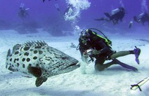 Album / Australia / Great Barrier Reef / Diving 19