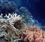 Album / Australia / Great Barrier Reef / Diving 21