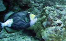 Album / Australia / Great Barrier Reef / Diving 22