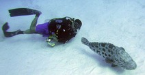 Album / Australia / Great Barrier Reef / Diving 24