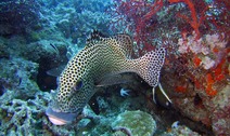 Album / Australia / Great Barrier Reef / Diving 3