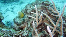 Album / Australia / Great Barrier Reef / Diving 4