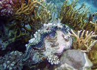 Album / Australia / Great Barrier Reef / Diving 5
