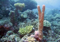 Album / Australia / Great Barrier Reef / Diving 7