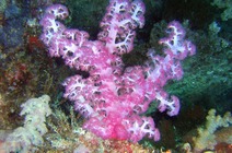 Album / Australia / Great Barrier Reef / Diving 8