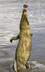 Album / Australia / Northern Territory / Jumping Crocodile Cruise / Jumping Crocodile Cruise 6
