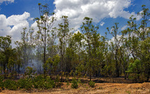 Album / Australia / Northern Territory / Kakadu National Park / Bush Fire