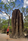Album / Australia / Northern Territory / Litchfield National Park / Termite Mound