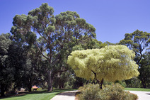 Album / Australia / Perth / West Perth Botanic Gardens 3