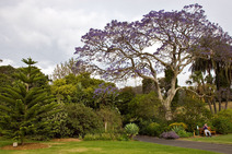 Album / Australia / Sydney / Royal Botanic Gardens 1