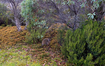 Album / Australia / Tasmania / Overland Track / Near Lake Windermere Hut