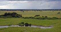 Album / Brazil / Pantanal / Pantanal 36