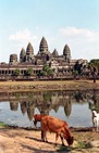 Album / Cambodia / Angkor Wat / Watering
