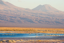 Album / Chile / Atacama Desert / Salar de Atacama 2