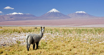 Album / Chile / Atacama Desert / Volcan Licancabur