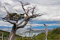 Album / Chile / Torres del Paine National Park / Largo Nordenskjold
