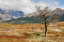 Album / Chile / Torres del Paine National Park / Meadows
