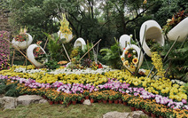 Album / China / Hangzhou / Chrysanthemum Art Festival 2010 / Chrysanthemum 22