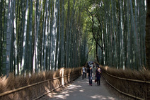 Album / Japan / Kyoto / Western Kyoto / Bamboo Forest