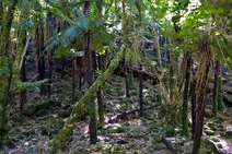 Album / New Zealand / Tramping / Tararua / Tree-fern Forest