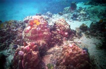 Journal / Thailand / Diving / Scuba 1