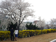 Journal / Korea / Kumi / Spring in Kumi