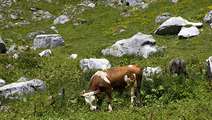 Album / Switzerland / Alpine Pass Route / Oeschinensee 4