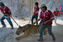 Album / Thailand / Ratchaburi / Tiger Temple / Tiger Temple 1