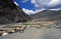 Album / Tibet / By the way / Sheeps