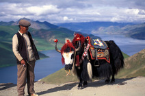 Album / Tibet / By the way / Yamzho Lake Yak